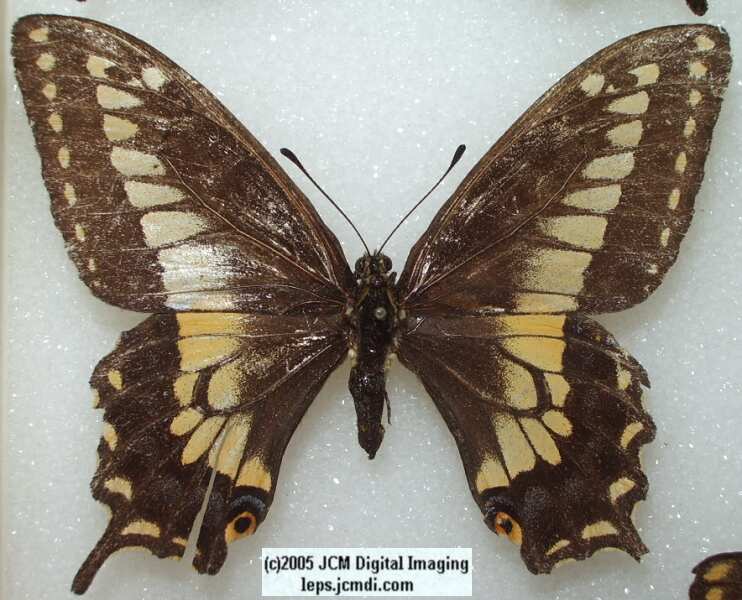 Papilio zelicaon (abberation 129) (Internet Image property of respective owner, non-commercial use only)